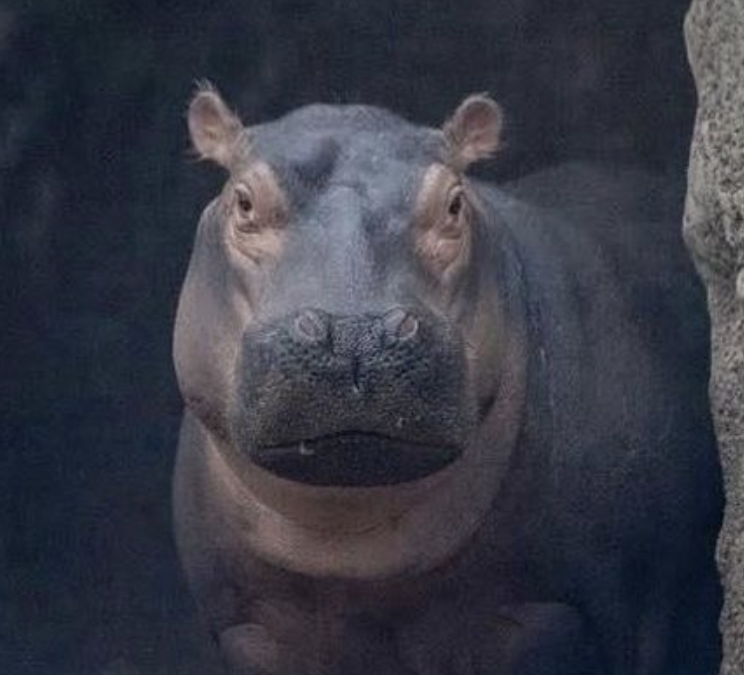 free online educational videos online - Fiona the Hippo - Cincinnati Zoo