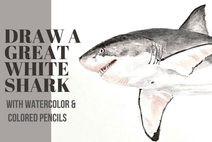 On-Demand Art Classes for Kids - Learn to Draw a Great White Shark with watercolor and colored pencils on ActivityHero