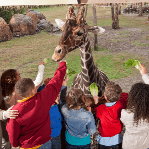 Kids at the zoo