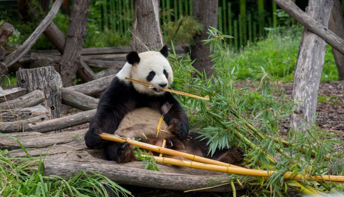 Berlin, Germany -5 august 2019: Panda bear chews bamboo  at the Berlin zoo